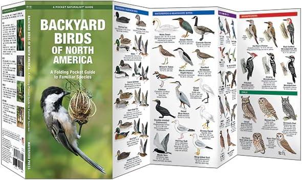 Wildlife and Nature Identification Backyard Birds of North America: A Folding Pocket Guide to Familiar Species, (Paperback)