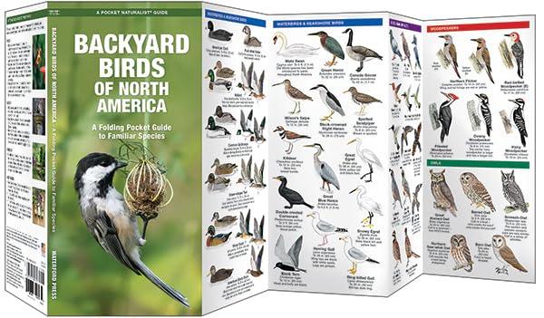 Wildlife and Nature Identification Backyard Birds of North America: A Folding Pocket Guide to Familiar Species, (Paperback)