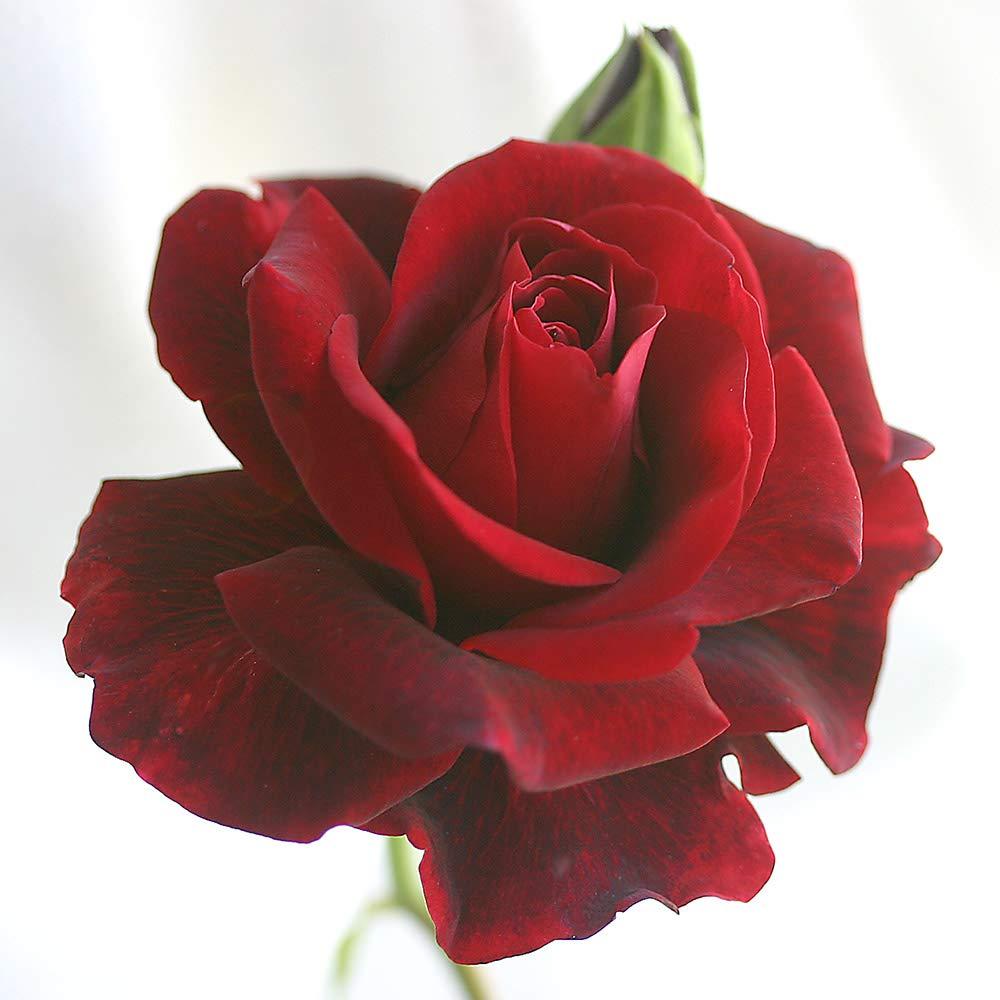 Heirloom Roses Climbing Rose Bush - The Don Juan Plant , Live Fragrant Plants For Outdoors , Red Own Root Bushes For Planting Outdoors