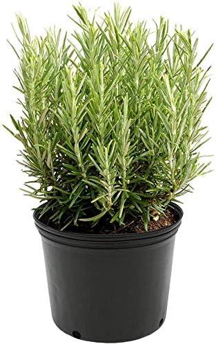 American Plant Exchange American Plant Exchange Rosemary Tuscan Blue, 6-Inch Pot , Live Fragrant Houseplant, Aeromatic Cooking Spice for Home and Garden
