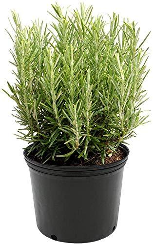 American Plant Exchange American Plant Exchange Rosemary Tuscan Blue, 6-Inch Pot , Live Fragrant Houseplant, Aeromatic Cooking Spice for Home and Garden