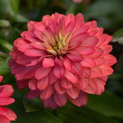 Zahara Double Salmon Zinnia Seeds for Vibrant Outdoor Gardens