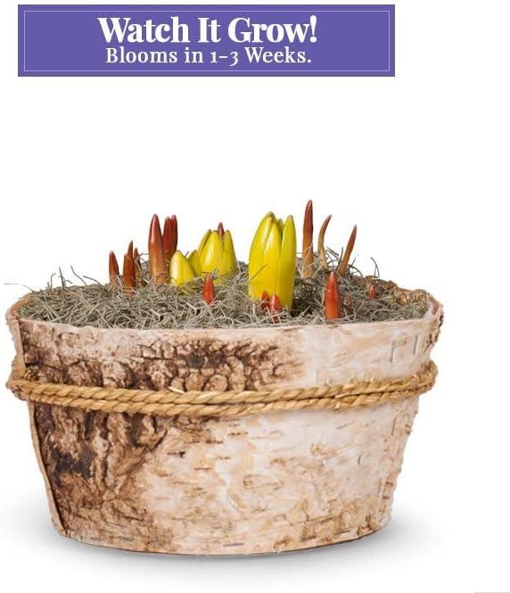 From You Flowers - Rainbow Tulip Bulb Garden for Birthday, Anniversary, Get Well, Congratulations, Thank You, All Occasions