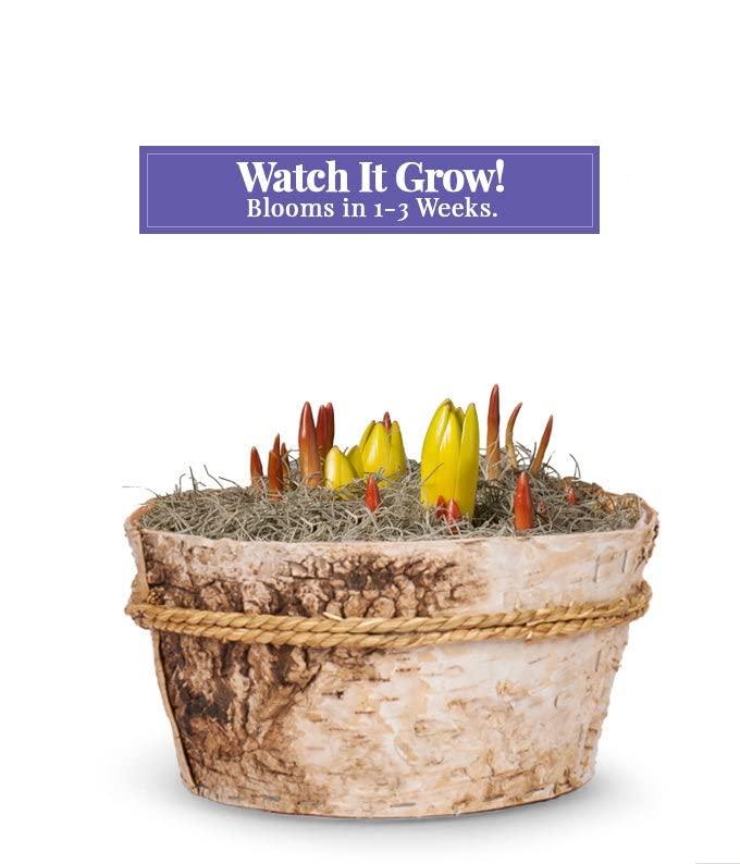 From You Flowers - Rainbow Tulip Bulb Garden for Birthday, Anniversary, Get Well, Congratulations, Thank You, All Occasions