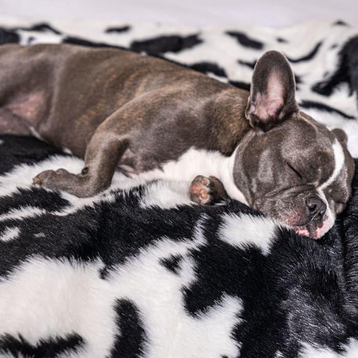 Paw Brands PupProtector Waterproof Throw Blanket