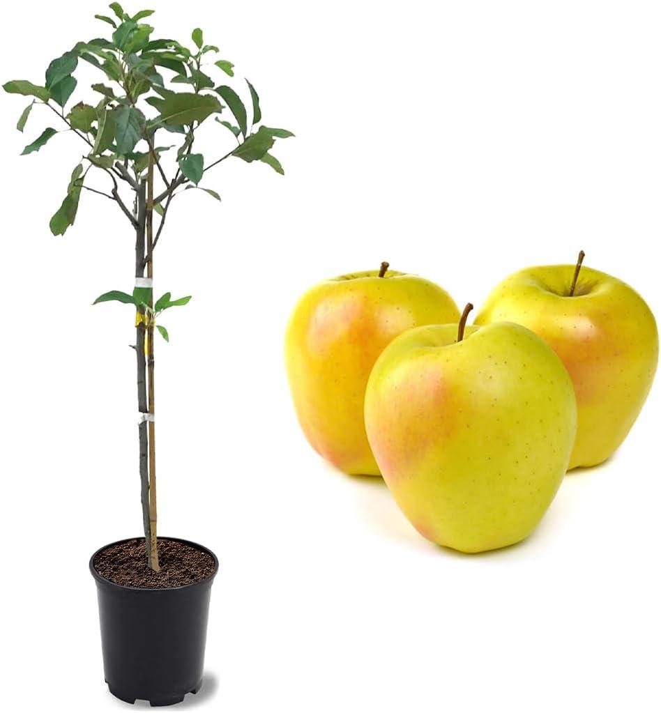 American Plant Exchange Dorsett Apple Tree, Live Outdoor Fruiting Plant, Sweet, Crisp And Tangy Fruit