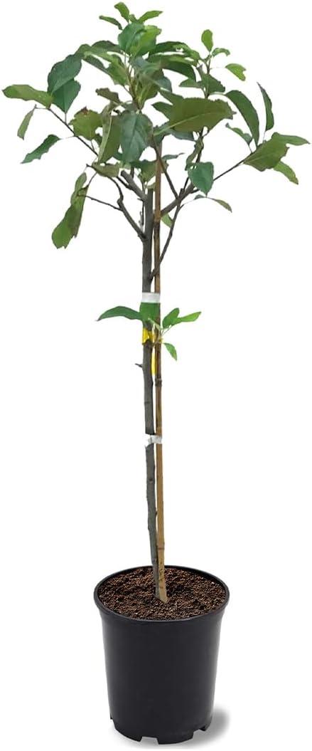 American Plant Exchange Dorsett Apple Tree, Live Outdoor Fruiting Plant, Sweet, Crisp And Tangy Fruit