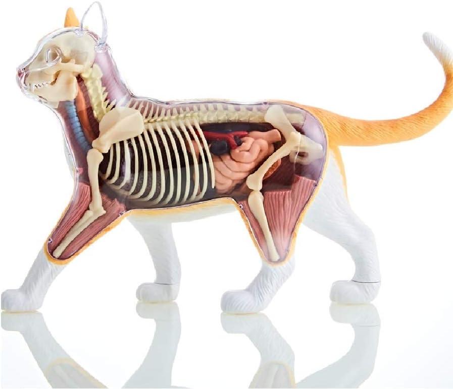 Multicolor 11.5" Cat Anatomy Model with Detachable Parts