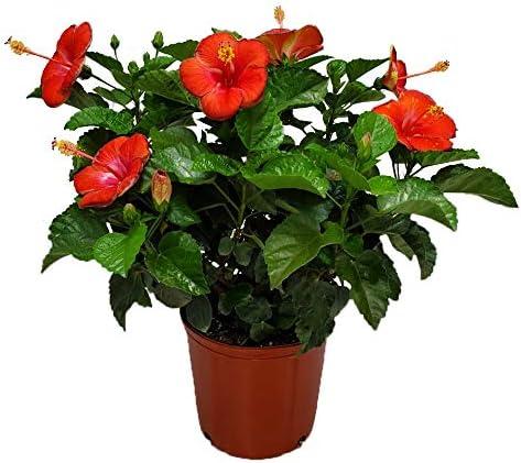 Tropical Plants of Florida 26" to 28" Double Peach Hibiscus Bush; Flowering Plant, Full Sunlight