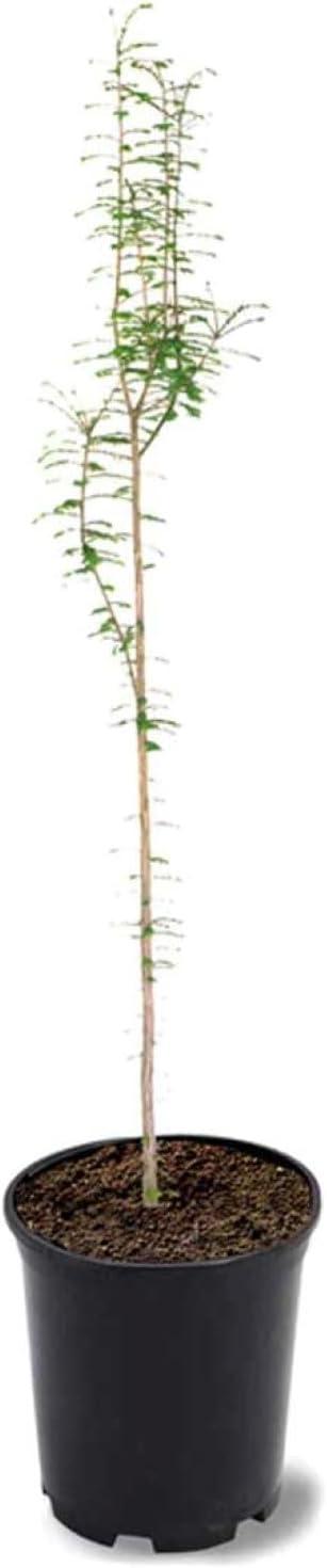 American Plant Exchange Evergreen Trees Bald Cypress, Live 1-Gallon Pot, Deciduous Conifer, Outdoor/Landscape Plant