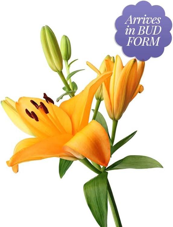 From You Flowers - Stunning Lily Bouquet for Birthday, Anniversary, Get Well, Congratulations, Thank You, All Occasions