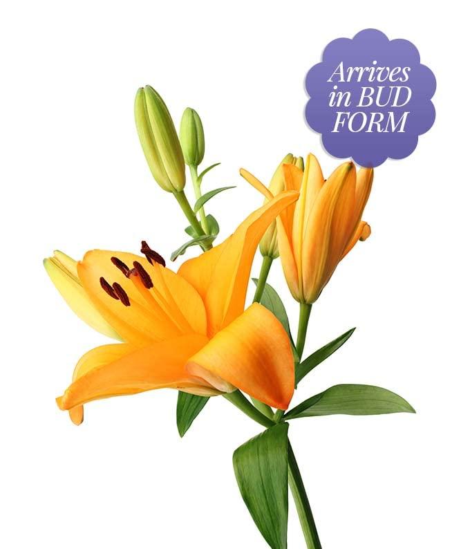 From You Flowers - Stunning Lily Bouquet for Birthday, Anniversary, Get Well, Congratulations, Thank You, All Occasions