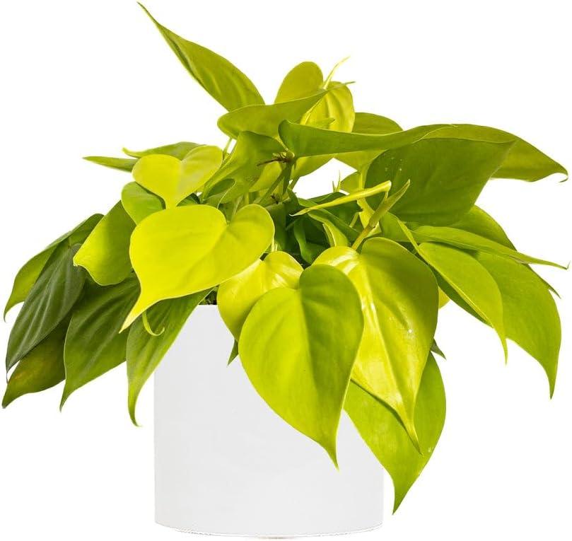 Lemon Philodendron Erubescens 4-Inch Pot Indoor Houseplant