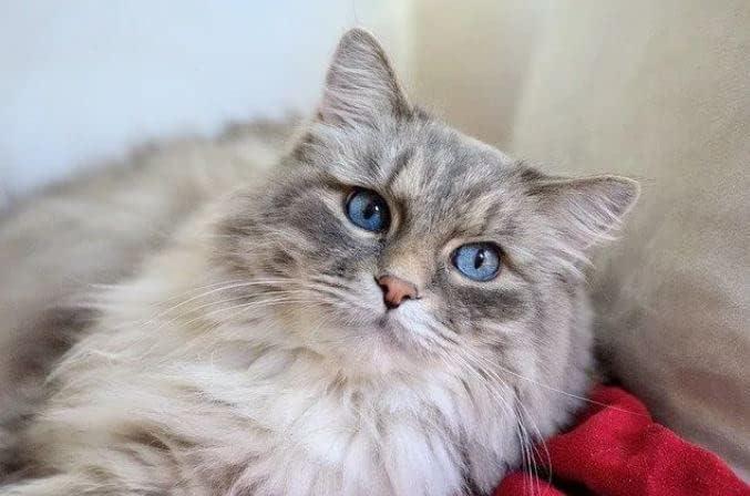 Arm & Hammer® Plastic Litter Box