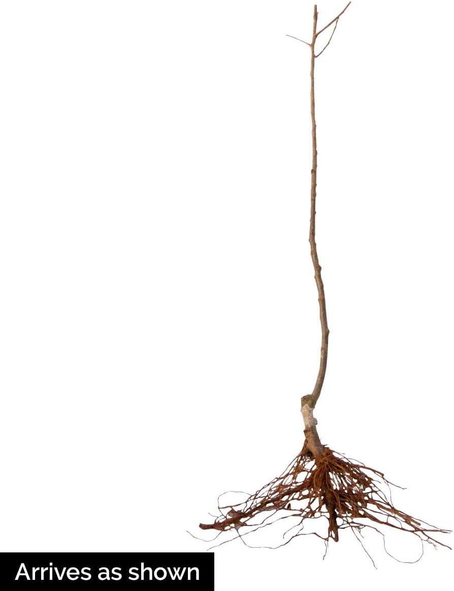 Sweet Sixteen Apple Standard Dormant Bare Root Starter Fruit Tree, 1-Pack