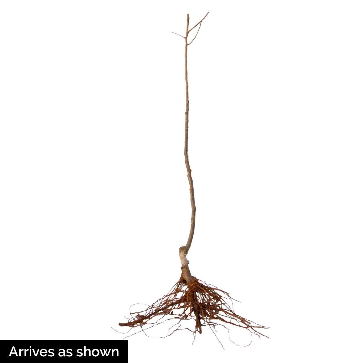 Sweet Sixteen Apple Standard Dormant Bare Root Starter Fruit Tree, 1-Pack