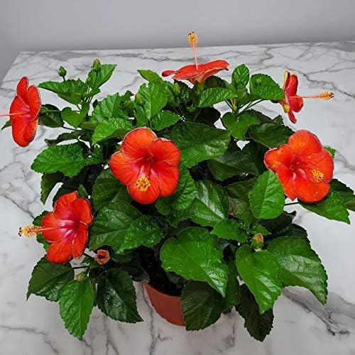 Tropical Plants of Florida 26" to 28" Double Peach Hibiscus Bush; Flowering Plant, Full Sunlight