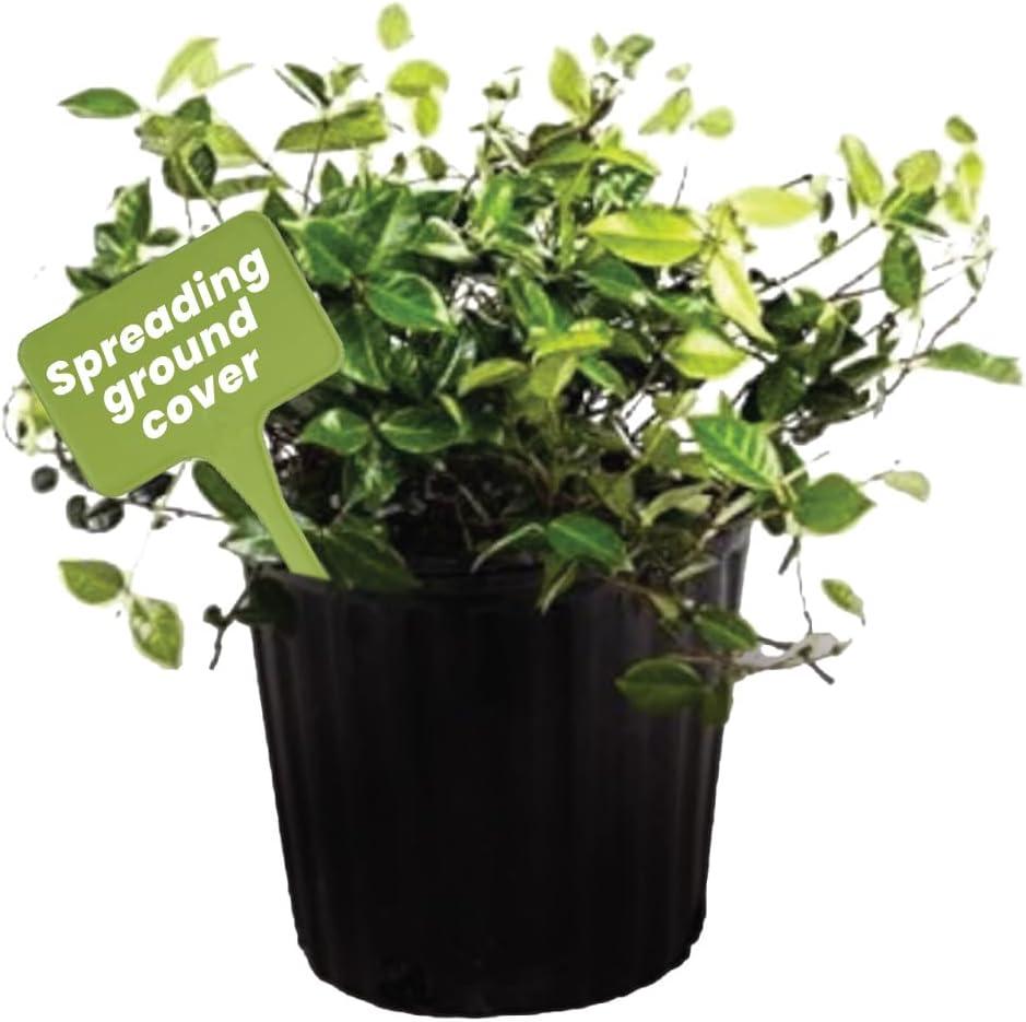 Asiatic Jasmine Minima Plant in 6-Inch Black Pot