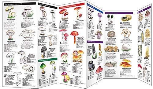 Pocket Naturalist Guides: Mushrooms: An Introduction to Familiar North American Species (Other)