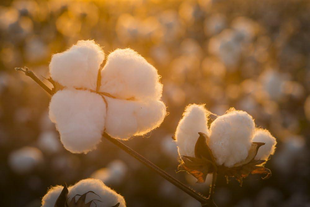 Grown in The USA Raw Cotton Stuffing/Batting