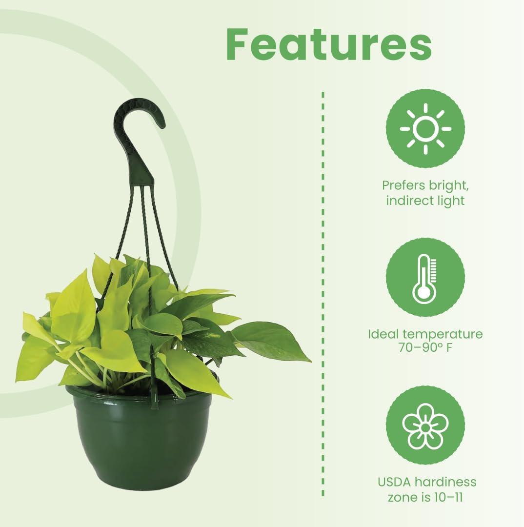 American Plant Exchange Neon Pothos Indoor/Outdoor Live Plant, 2 Gallon Hanging Basket