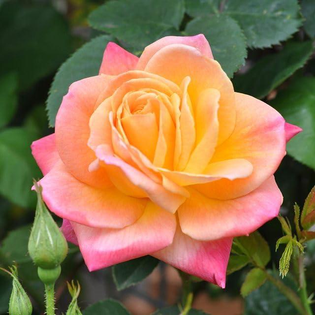 Heirloom Roses Rose Bush - The Joseph's Coat Climbing Plant , Live Plants For Outdoors , Multi Colored Own Root Bushes For Planting , 6+ Hours of Direct Sunlight