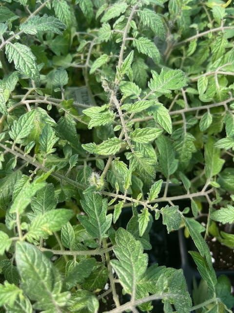 Golden Yellow Tumbling Tom Cherry Tomato Plant for Hanging Baskets