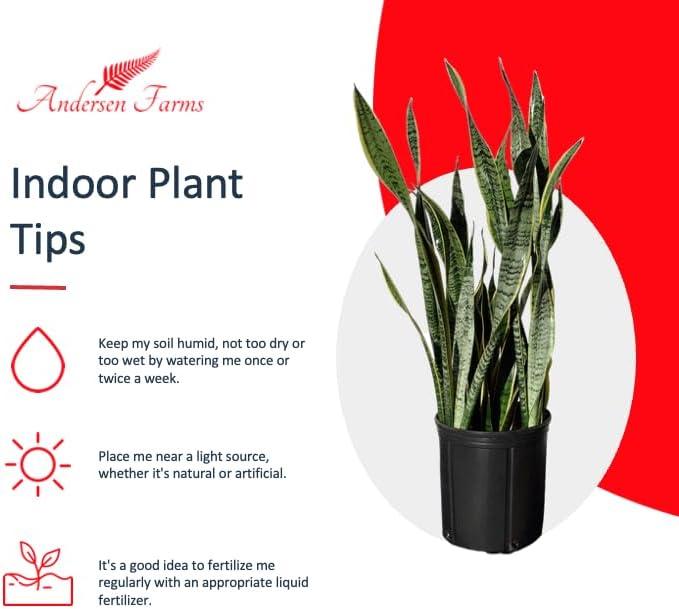 Sansevieria Laurentii Live Plant Indoor/Outdoor in 10 in Grower Pot, Green, Yellow