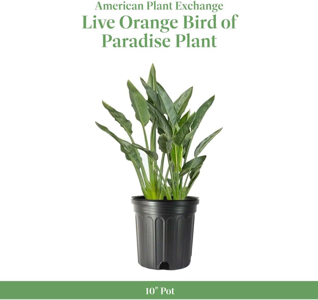 American Plant Exchange Orange Bird of Paradise, Large Live Indoor Plant, 10-Inch Pot, Flowering Houseplant