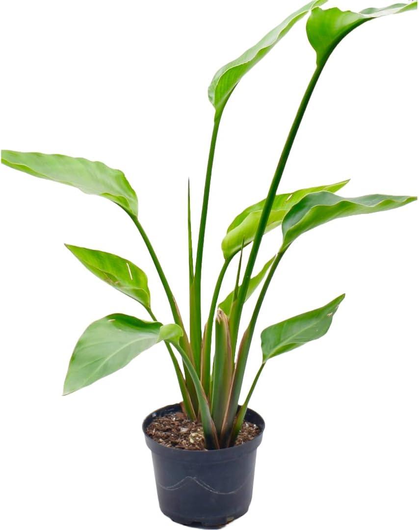 American Plant Exchange Bird of Paradise, Live Flowering Plant, 6-Inch Pot, Perfect for Indoor and Outdoor Garden Decor