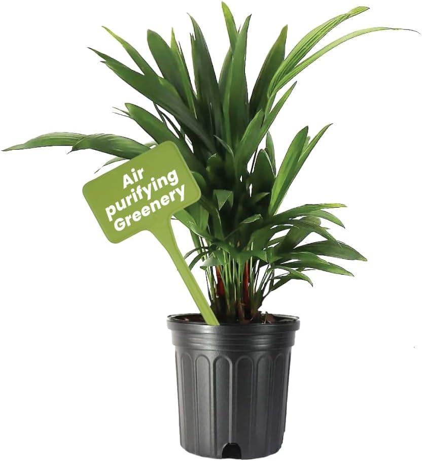 Lipstick Palm Tree in 10-Inch Black Pot for Indoor/Outdoor Use