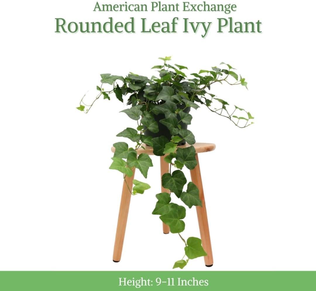 American Plant Exchange English Ivy Green, Live Plant, Medium Leaf, 6-Inch Pot, Vining Houseplant