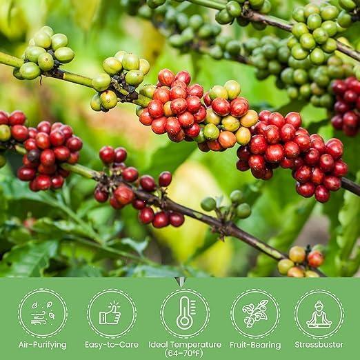 Arabica Coffee Plant Trio in Green Plastic Pots