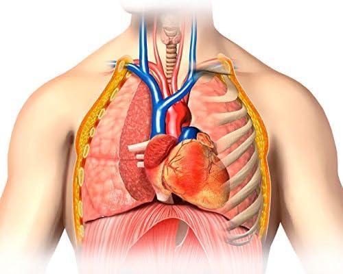 Male Chest Anatomy Thorax Heart Veins Arteries Poster