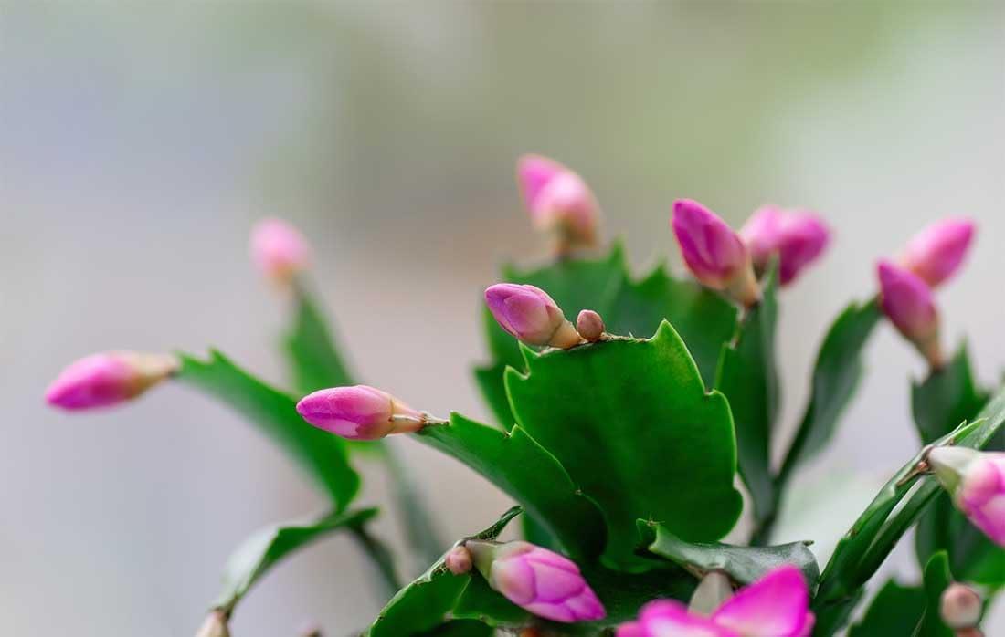 American Plant Exchange Live Flowering Christmas Cactus Plant, 4-Inch Pots, Bundles