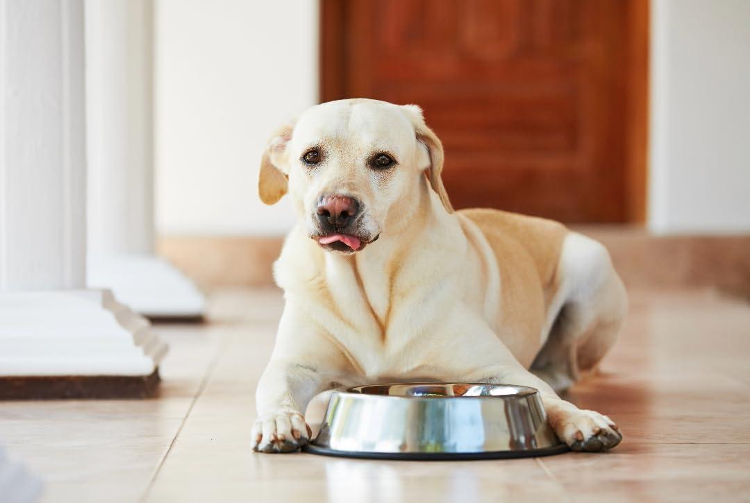 Large Stainless Steel Non-Tip Pet Bowl with Rubber Base