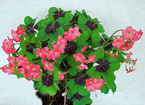 Oxalis Iron Cross Good Luck Plant Bulbs (20) Indoor Outdoor Easy to Grow