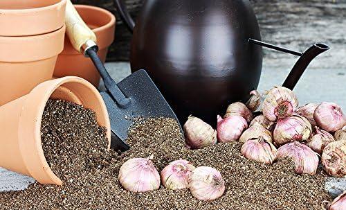Touch of ECO Lilium Oohs and Aahs - Colorful Mix of Yellow, Red, Pink, Orange Lily Flowers - 10 Bulbs - Attracts Butterflies, Bees & Hummingbirds