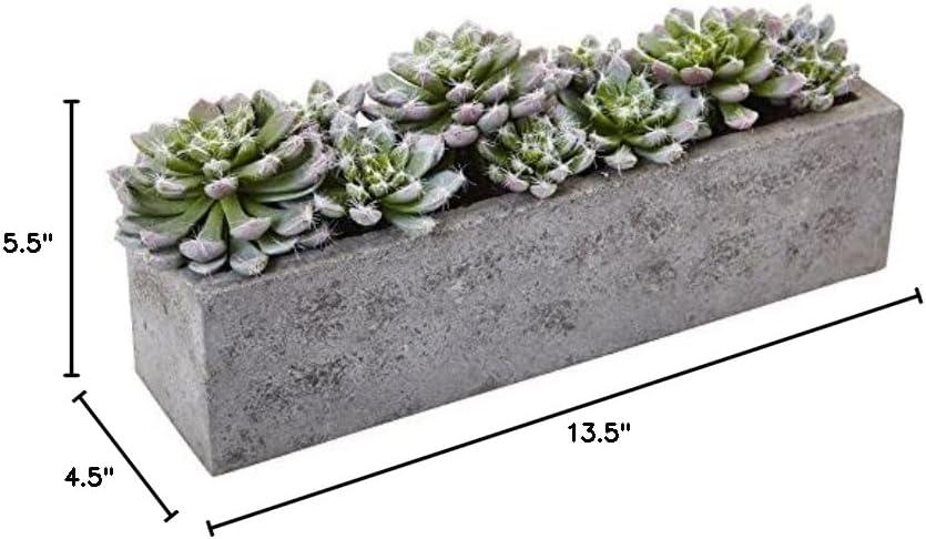 Succulent Garden With Textured Concrete Planter