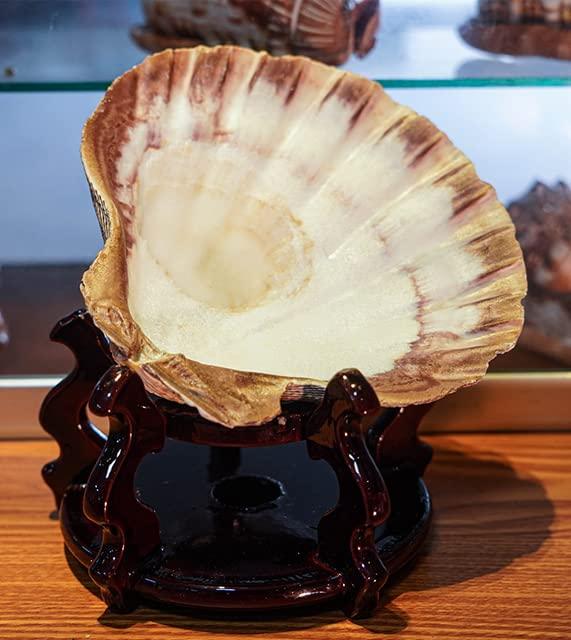 2 PCS Large Great Orange Lions Paw Scallop 5-6" Shells for Baking Smudging Craft Beach Decor. Ocean Beach Seashells Perfect for Home Decoration, Art Craft, Vase Filler Fish Tank