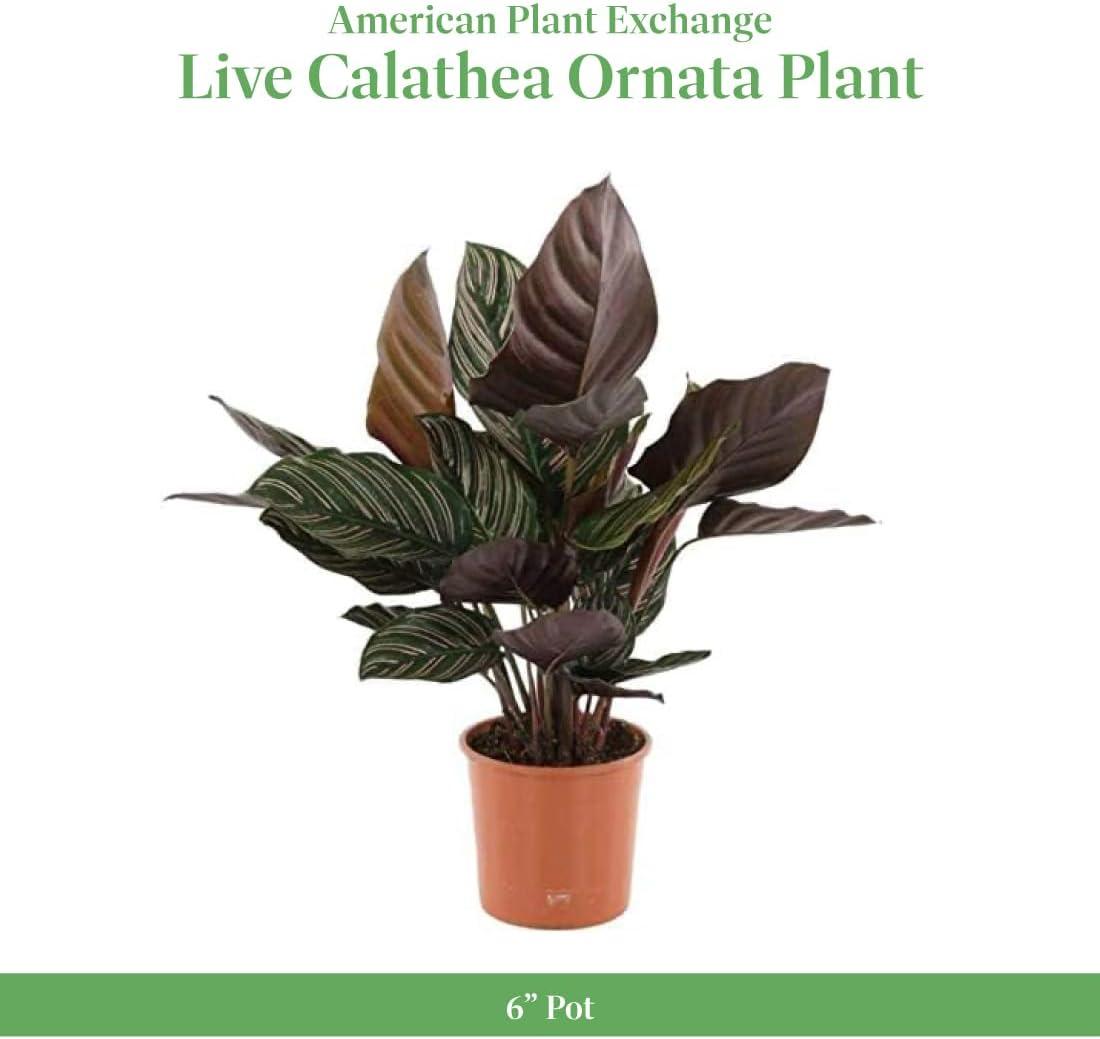 American Plant Exchange Ornata Pinstripe Calathea, Live Tropical Houseplant, 6-Inch Pot, Pink Striped Prayer Plant