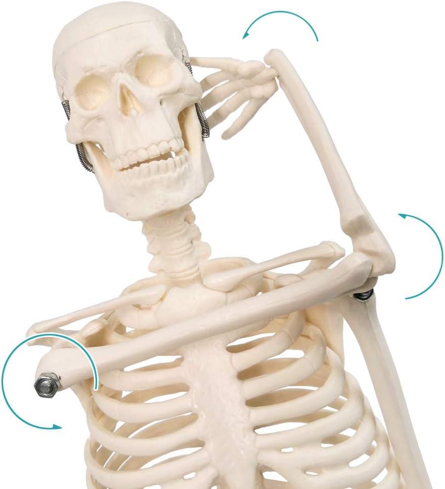 NEW HORIZON 17.7“ High Scientific Human Skeleton Model for Anatomy,Anatomy Human Body Model,with Movable Arms and Legs Bones Structures,Whole Spine and Ribs of The Skeleton Model are Integrated