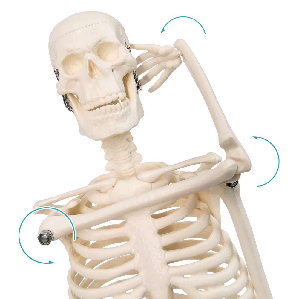 NEW HORIZON 17.7“ High Scientific Human Skeleton Model for Anatomy,Anatomy Human Body Model,with Movable Arms and Legs Bones Structures,Whole Spine and Ribs of The Skeleton Model are Integrated