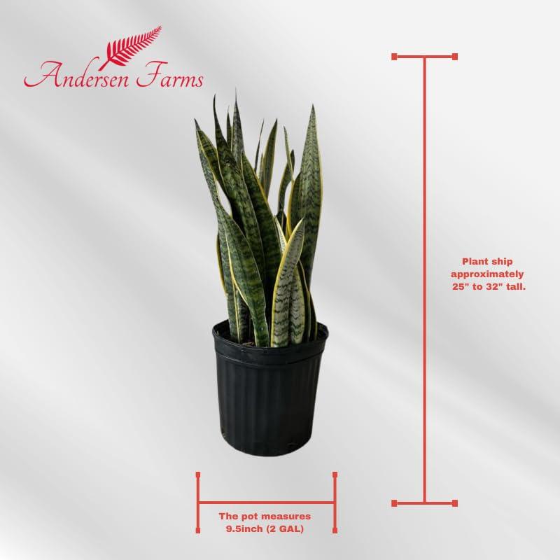 Sansevieria Laurentii Indoor/Outdoor Plant in Black Pot, Green and Yellow