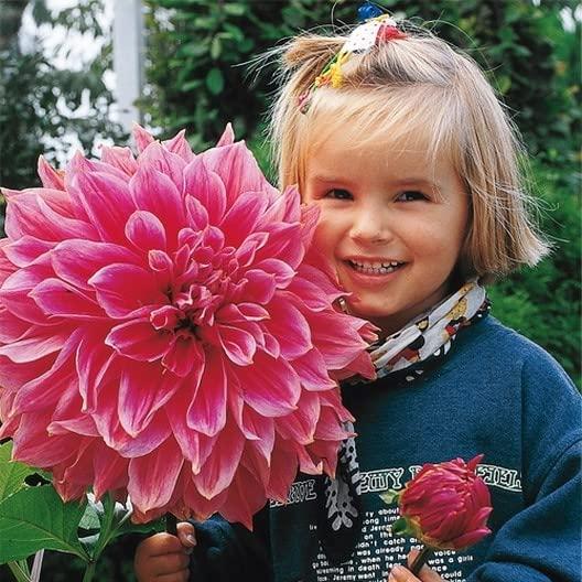 Giant Red Dahlia Flower Seeds for Vibrant Gardens