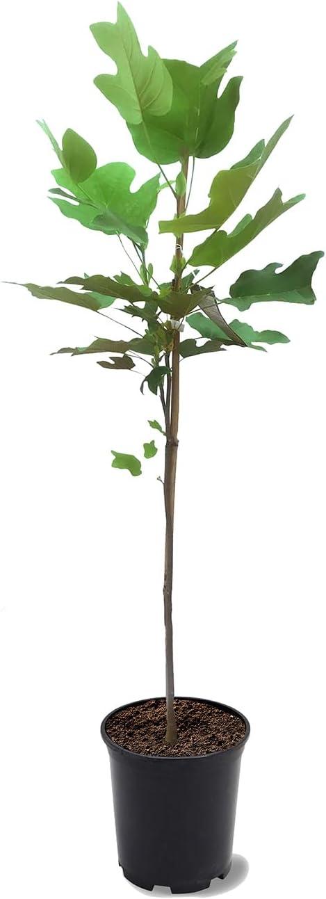 Live Tulip Poplar Tree in Black Pot, 2-3ft Tall