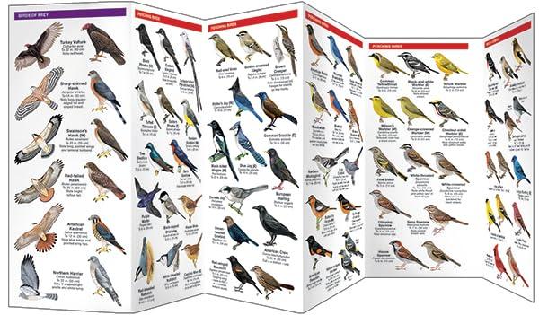 Wildlife and Nature Identification Backyard Birds of North America: A Folding Pocket Guide to Familiar Species, (Paperback)