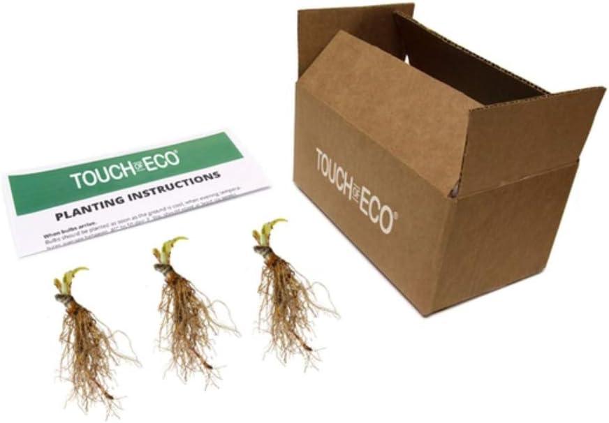 Touch of ECO Live Giant Green Hosta Mixed Plants - 3 Bare Roots - Hardy and Shade Tolerant Plants (Set of 3)