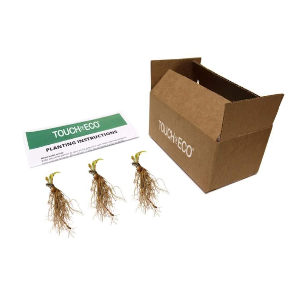 Touch of ECO Live Giant Green Hosta Mixed Plants - 3 Bare Roots - Hardy and Shade Tolerant Plants (Set of 3)