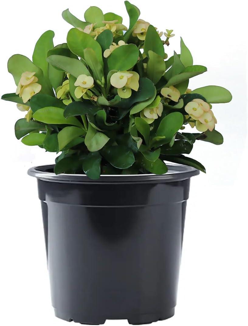 American Plant Exchange Live Evergreen Crown of Thorns, 6-inch pot, Red, Pink or Yellow